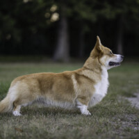 Jackotsy-Bonax Isildur Copper