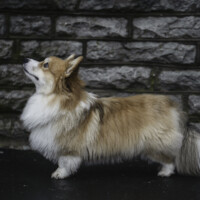 Jackotsy-Bonax Jackson Patrick