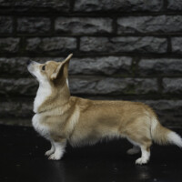 Jackotsy-Bonax Jade Cleo