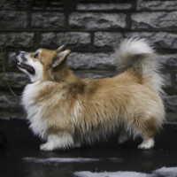 Jackotsy-Bonax Jake Frederik