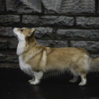 Jackotsy-Bonax Jo Jo