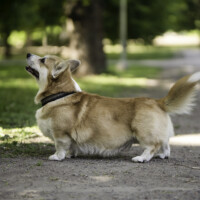 Keksband Astronaut The First