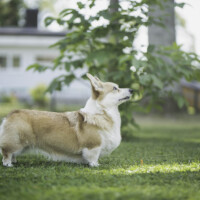 Keksband Light My Fire