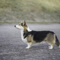 Knight In Black Magical Day