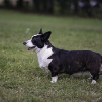 Margarita Nigra Hermeliin