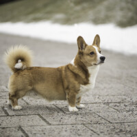 Margarita Nigra Zaccheus