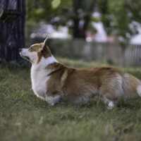 Margerdinella Turquoise Harry Henry