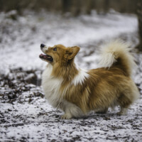 Milli Miller Otto Olvar