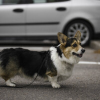 Milli Miller Viking Viki