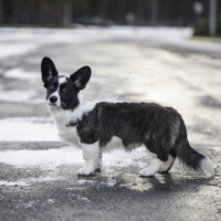 Mindful Fox Absolute Axel