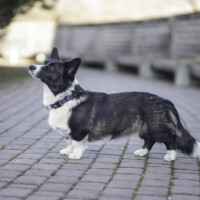 Mindful Fox Awesome Tess