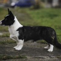 Mindful Fox Azure Skye