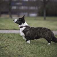 Namupalan Posh Socks