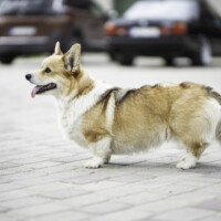 Orange Orlee Happy Ann