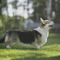 Percoro Solare Amore Mio