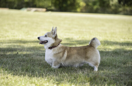 Radvila Perkunas Rudens Legendos Radvila Perkunas Rudens Legendos