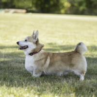 Radvila Perkunas Rudens Legendos