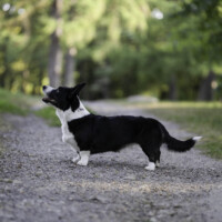 Suchastellar Bella's Lullaby