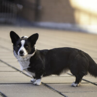 Suchastellar Carousel of Bells