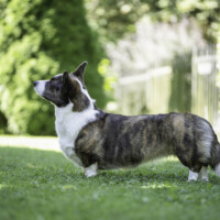 Suchastellar Latte for Lillifee