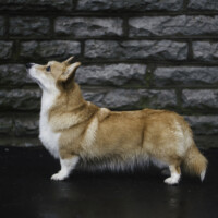 Ultra Violet Iz Doma Vengre