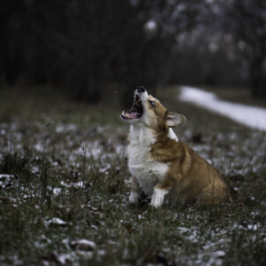 Eric on olnud meie pere lahutamatuks kaaslaseks juba seitse aastat.<br />
Nagu fotolt näha, siis vanus on kõigest number ja KÕIK maiused tuleb kinni püüda.