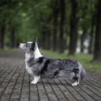 Astersland Get Lucky