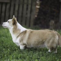 Astersland Rubens Gold