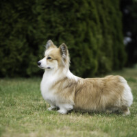 Astersland Undercover Agent