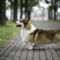 Astersland Unresistable