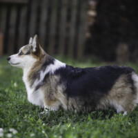 Astersland Vanity Fair