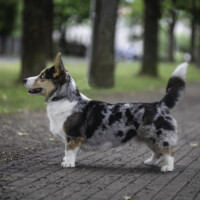 Blue Sirius Got What You Need