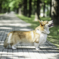 Chess SoPretty King s Castle