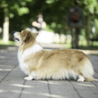 Estonian Rose Briallen Ballet