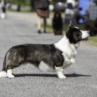 Fest Dazzling Descendant