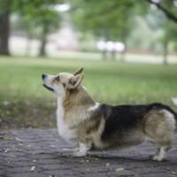 Milli Miller Priccolo