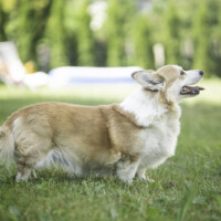 Soulcorker Black Currant