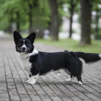 Suchastellar Hippie Magic