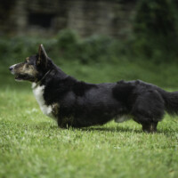 Blue Sirius The Source of Secret