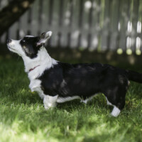 Astersland Bee With An Itch