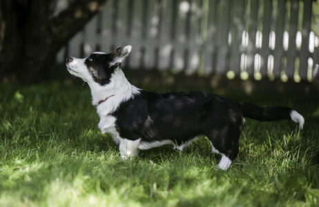 Astersland Bee With An Itch Astersland Bee With An Itch