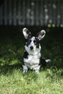 Astersland Bee With An Itch Astersland Bee With An Itch