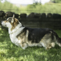 Astersland Black Smoke