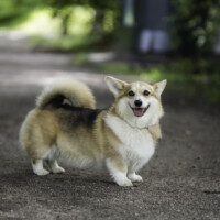 Astersland Classical Arrogance