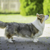 Astersland Kingdom Of Happiness