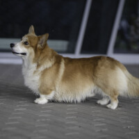 Astersland Matchmaker