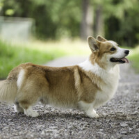 Astersland Unsolved Mystery