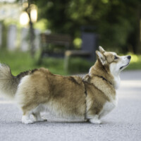 Astersland Victory Dance