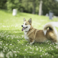 Astersland Viva La Vida