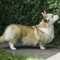 Beatrice Magic Pembroke